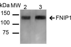 Western blot analysis of Mouse, Rat Kidney showing detection of ~131 kDa FNIP1 protein using Rabbit Anti-FNIP1 Polyclonal Antibody .