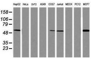 Image no. 2 for anti-TAP Binding Protein-Like (TAPBPL) antibody (ABIN1501300) (TAPBPL antibody)