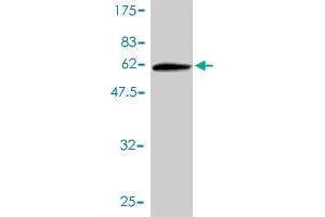 Western Blot detection against Immunogen (59. (WDR61 antibody  (AA 1-305))