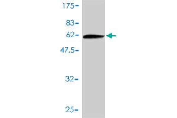 WDR61 antibody  (AA 1-305)