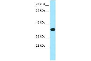 WB Suggested Anti-FOLR2 Antibody Titration: 1. (FOLR2 antibody  (C-Term))