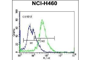 PLCL2 Antibody (C-term) (ABIN655943 and ABIN2845332) flow cytometric analysis of NCI- cells (right histogram) compared to a negative control cell (left histogram).