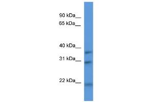 NECAP1 antibody  (N-Term)