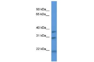 NECAP1 anticorps  (N-Term)