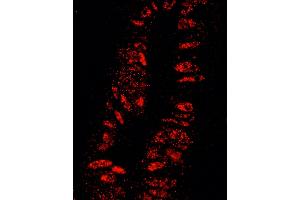 Immunofluorescence (IF) image for anti-Karyopherin alpha 3 (Importin alpha 4) (KPNA3) (AA 1-50) antibody (ABIN7448982) (KPNA3 antibody  (AA 1-50))