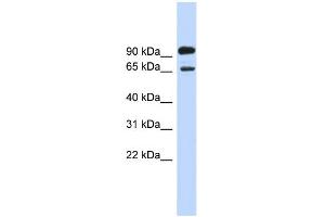 WB Suggested Anti-LARGE Antibody Titration:  0. (LARGE antibody  (Middle Region))