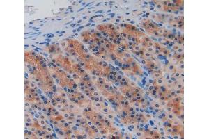 IHC-P analysis of stomach tissue, with DAB staining. (Caspase 9 antibody  (AA 1-200))