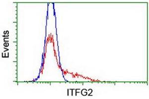 Image no. 2 for anti-Integrin alpha FG-GAP Repeat Containing 2 (ITFG2) antibody (ABIN1498908) (ITFG2 antibody)