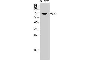 Western Blotting (WB) image for anti-Potassium Voltage-Gated Channel, Shaw-Related Subfamily, Member 4 (KCNC4) (Ser676) antibody (ABIN3185335) (Kv3.4 antibody  (Ser676))