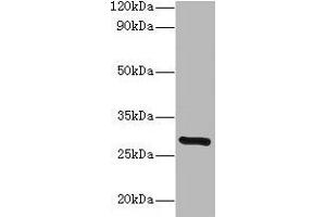 Western blot All lanes: INMT antibody at 2 μg/mL + Mouse lung tissue Secondary Goat polyclonal to rabbit lgG at 1/15000 dilution Predicted band size: 29 kDa Observed band size: 29 kDa (INMT antibody  (AA 1-263))