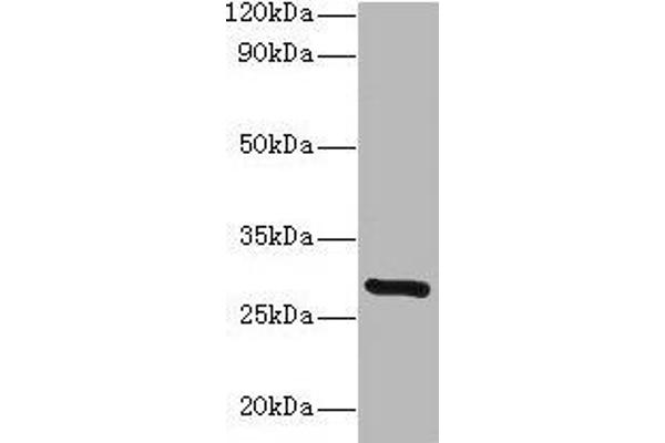 INMT anticorps  (AA 1-263)