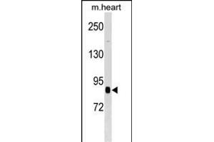 CUL2 Antibody (N-term) (ABIN1539078 and ABIN2848572) western blot analysis in mouse heart tissue lysates (35 μg/lane). (Cullin 2 antibody  (N-Term))