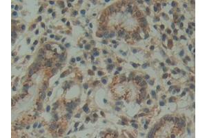 DAB staining on IHC-P; Samples: Human Stomach Tissue (FAM3D antibody  (AA 26-224))
