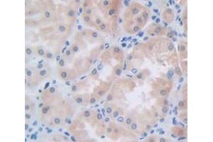 Figure. (FGF9 antibody  (AA 1-208))
