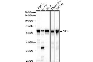 Western blot analysis of extracts of various cell lines, using CLPX antibody (ABIN7266417) at 1:500 dilution.