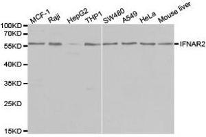 Western Blotting (WB) image for anti-Interferon alpha/beta Receptor 2 (IFNAR2) antibody (ABIN1873150) (IFNAR2 antibody)