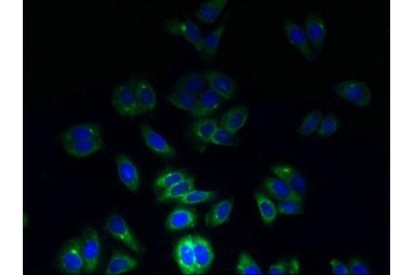 Tetraspanin 7 antibody  (AA 113-223)