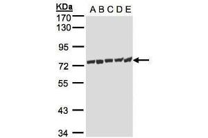 WB Image Sample(30μg whole cell lysate) A: H1299 B: HeLa S3 , C: Hep G2 , D: MOLT4 , E: Raji , 7.