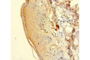 Immunohistochemistry of paraffin-embedded human adrenal gland tissue using ABIN7142622 at dilution of 1:100 (HTR2A antibody  (AA 385-471))