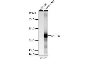 Western blot analysis of extracts of normal Eukaryotic expression of GFP and Eukaryotic expression of GFP transfected with GFP Protein, using Rabbit anti GFP-Tag antibody (ABIN7267512) at 1:1:5000 dilution. (GFP antibody)