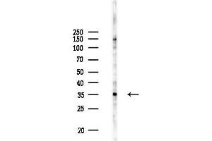 anti-Thyrotrophic Embryonic Factor (TEF) (Internal Region) antibody