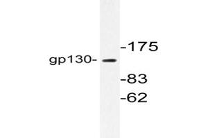 Image no. 1 for anti-Interleukin 6 Signal Transducer (Gp130, Oncostatin M Receptor) (IL6ST) antibody (ABIN272005) (CD130/gp130 antibody)