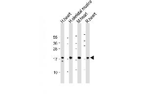 MYL2 抗体  (AA 42-75)