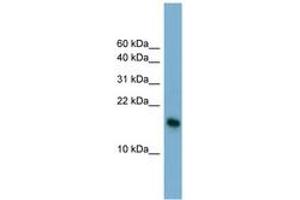 Image no. 1 for anti-Basic Leucine Zipper Transcriptional Factor ATF-Like 3 (BATF3) (N-Term) antibody (ABIN6741959) (BATF3 antibody  (N-Term))