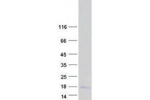 PRCD Protein (Myc-DYKDDDDK Tag)