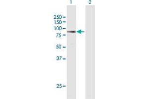 Western Blot analysis of MECP2 expression in transfected 293T cell line by MECP2 MaxPab polyclonal antibody. (MECP2 antibody  (AA 1-486))