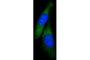 Immunofluorescent analysis of 4 % paraformaldehyde-fixed, 0. (USP15 antibody  (N-Term))