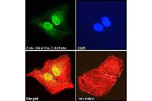 Immunofluorescence (IF) image for anti-Nuclear Receptor Subfamily 1, Group H, Member 2/3 (NR1H2/3) (AA 429-442), (AA 443-456) antibody (ABIN185294)