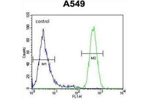 Flow cytometric analysis of A549 cells using HIF2A / HIF2 alpha Antibody (N-term) Cat.