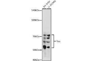 Western blot analysis of extracts of various cell lines, using Tau antibody (ABIN3021441, ABIN3021442, ABIN3021443 and ABIN6215045) at 1:500 dilution. (MAPT antibody  (AA 1-100))