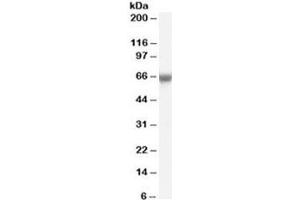 Western blot testing of human umbilical cord lysate with FOXO1 antibody at 0. (FOXO1 antibody)