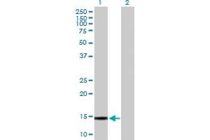 Western Blot analysis of GALNT1 expression in transfected 293T cell line by GALNT1 MaxPab polyclonal antibody.