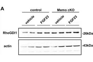 Malfunctioning Rho-GTPase network in kidneys from Memo cKO (cKO) mice. (ARHGDIA antibody  (AA 1-204))