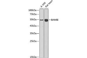 Western blot analysis of extracts of various cell lines, using BAMBI antibody (ABIN6129985, ABIN6137440, ABIN6137442 and ABIN6222192) at 1:1000 dilution. (BAMBI antibody  (AA 21-152))