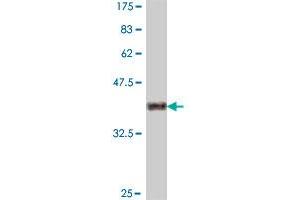 Western Blot detection against Immunogen (37. (Granulin antibody  (AA 494-593))