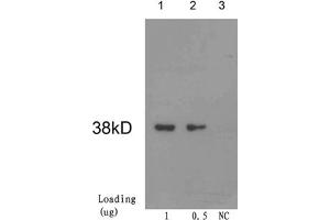 CRE Recombinase (CRE) antibody