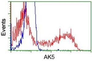 HEK293T cells transfected with either RC222241 overexpress plasmid (Red) or empty vector control plasmid (Blue) were immunostained by anti-AK5 antibody (ABIN2452725), and then analyzed by flow cytometry.