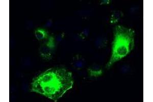 Image no. 6 for anti-Interferon Regulatory Factor 3 (IRF3) antibody (ABIN1498899) (IRF3 antibody)