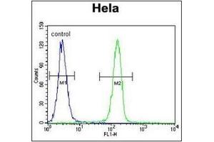 Flow Cytometric analysis of Hela cells using SELV Antibody (C-term) Cat. (Selenoprotein V antibody  (C-Term))
