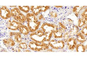 ABIN184795 (5µg/ml) staining of paraffin embedded Human Kidney. (AKR1A1 antibody  (C-Term))