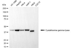 anti-Cystathionase (Cystathionine gamma-Lyase) (CTH) antibody