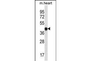 Western blot analysis in mouse heart tissue lysates (35ug/lane). (LPAR6 antibody  (AA 106-134))