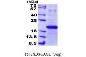 Figure annotation denotes ug of protein loaded and % gel used. (IFNA7 Protein)