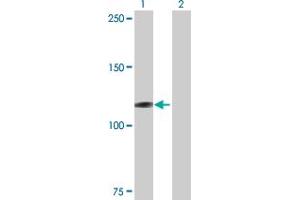 Western Blot analysis of MICAL1 expression in transfected 293T cell line by MICAL1 MaxPab polyclonal antibody. (MICAL1 antibody  (AA 1-981))