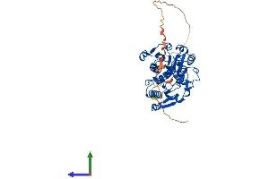AlphaFold protein structure predicition of Mouse Recombinant Ctbp1 Protein, UniprotID O88712