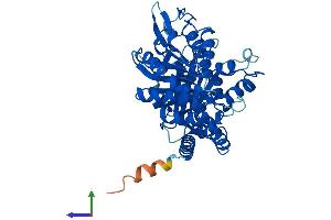 Protein Structure (PS) image for Tubulin, beta 8 (TUBB8) (AA 1-444) protein (His tag) (ABIN7544322)